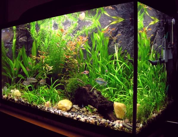 Aquashopping: tutto il necessario per gli appassionati dell acquario